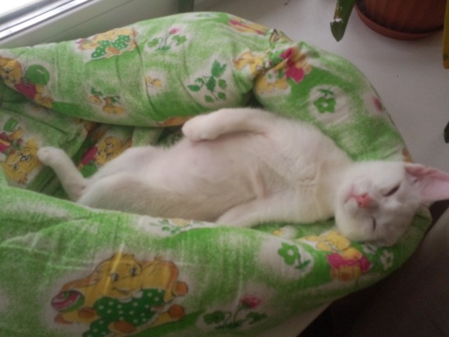 85 сантиметров кота