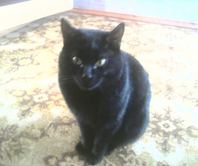 Котовторнику быть!