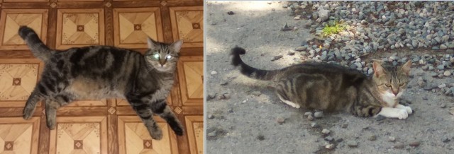 Котовторнику быть!