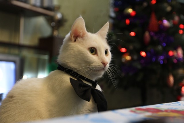 Котэ который любит когда его пылесосят