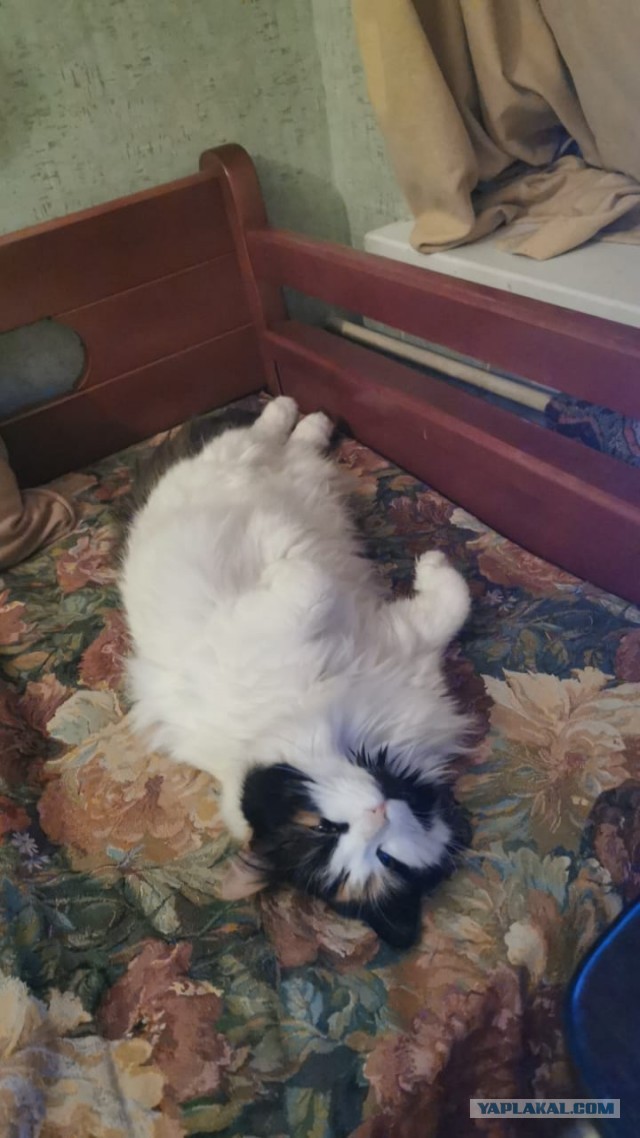 Кошки