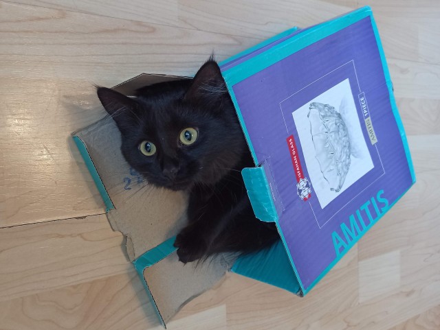 Котовторник!