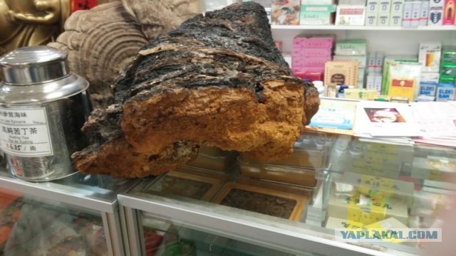 Чага - берёзовый гриб