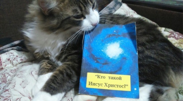 Шаверм из картинок на будень