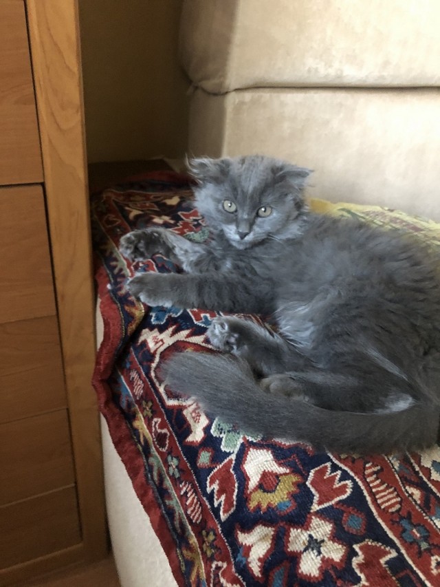 Даешь котовторник!