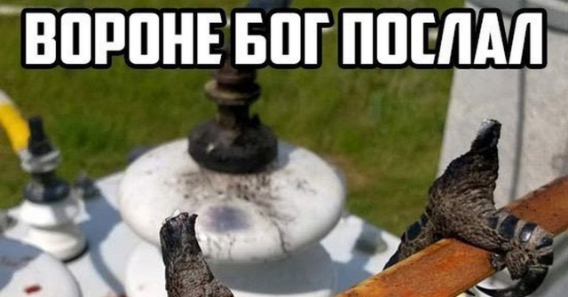 Выживальщик