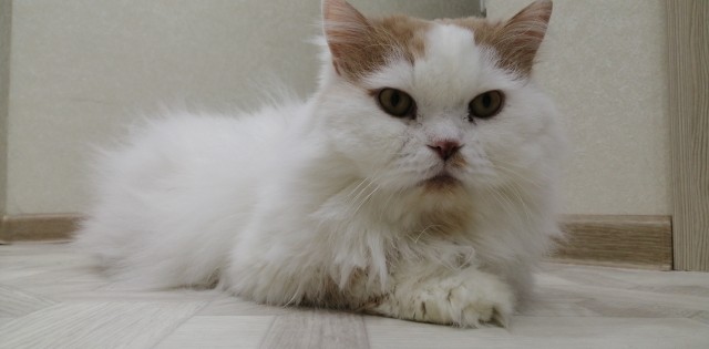 Котовторник 25.01.22