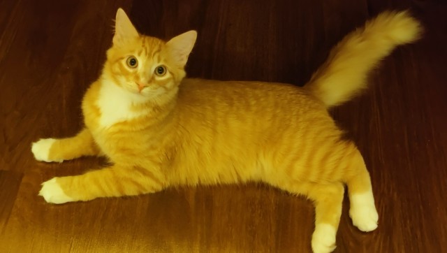 Котовоскресенье