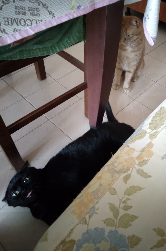 Котовторник. Февраль