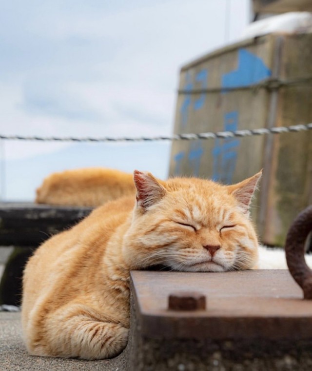 А это мой котан к котовторнику