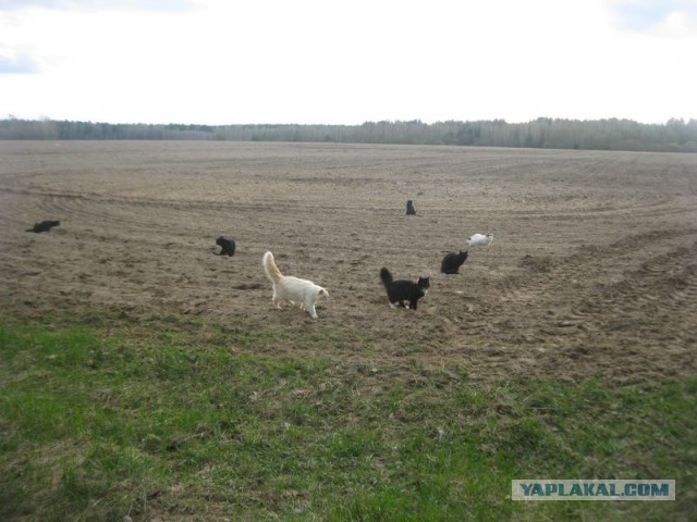 Жизнь домашнего приюта для котеек 392