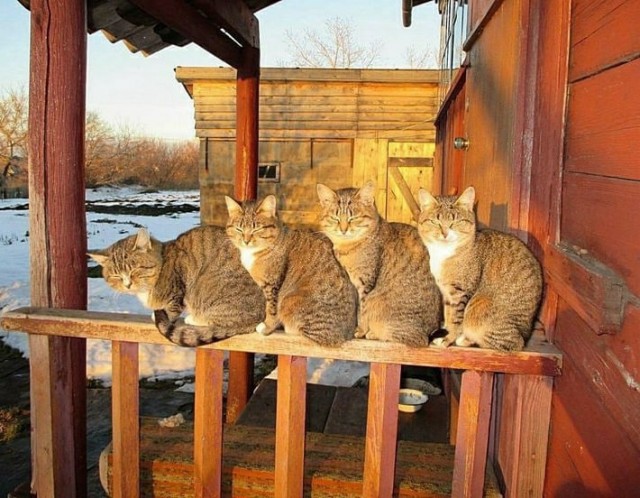Деревенские, милые, шерстяные