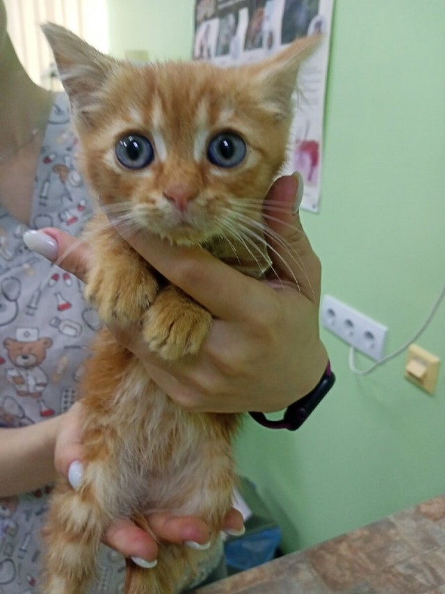 Котики в беде
