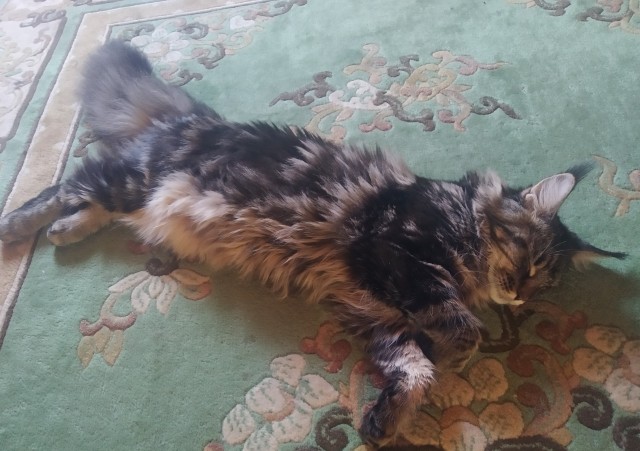 Кошка