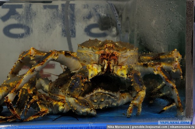 Сеул. Знаменитый рыбный рынок