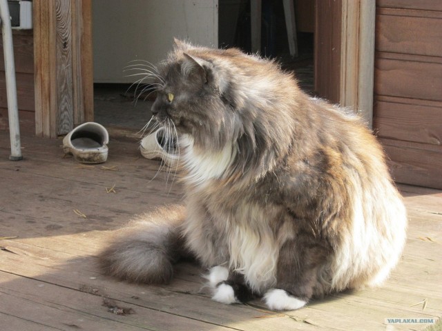 На котовторник