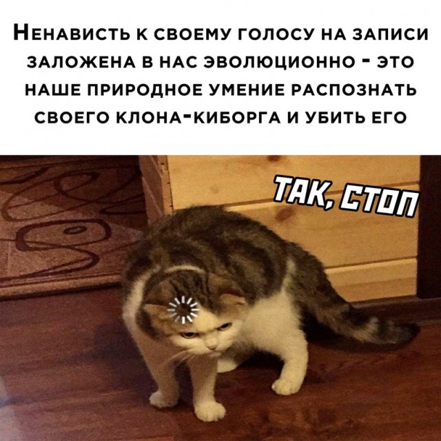 Весёлый полтишок 10.10.22