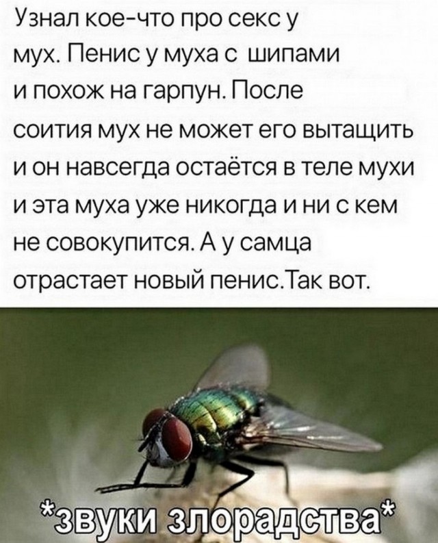 Баянистых и не очень картинок
