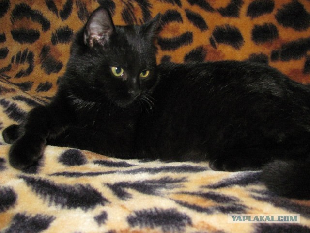 Котовторник  19.03.2013
