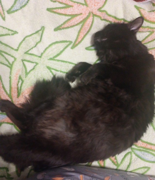 Котовторник 17.01.23