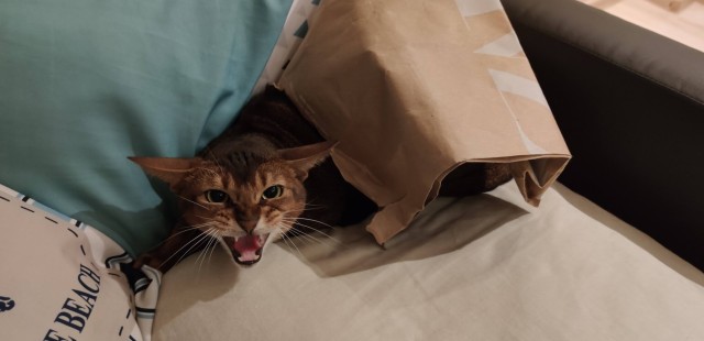 Котовторнику посвящается!