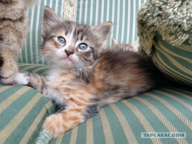 Котовторник. Немного сицилийских котов.