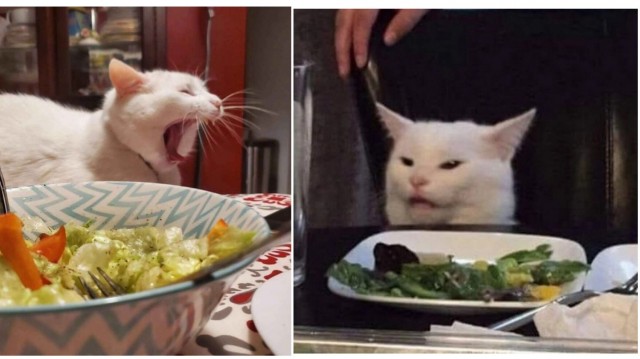 Cмaдж — тот caмый котик из мeмoв сегодня