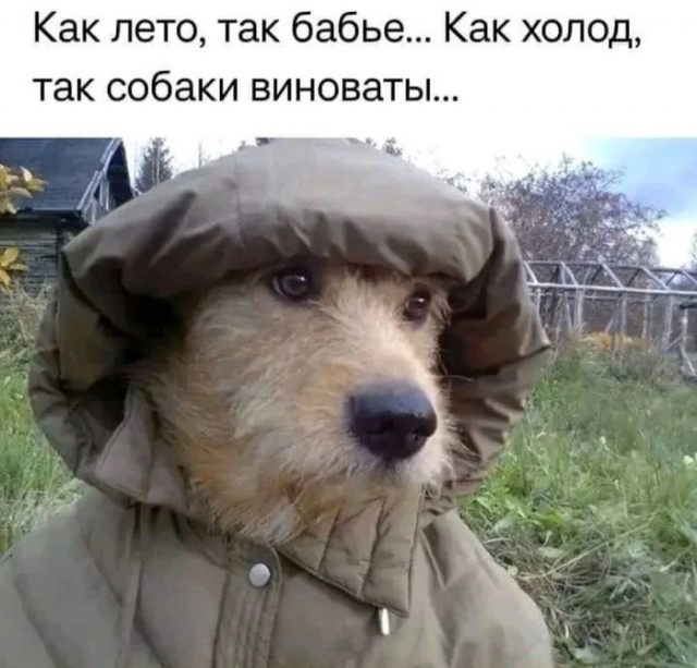 Веселительные картинки