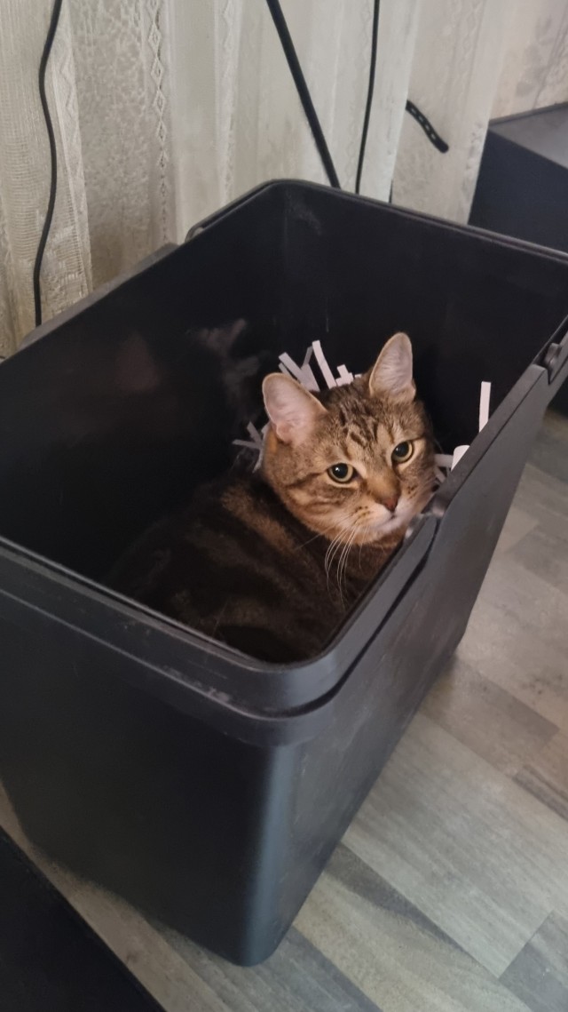 Котовторник