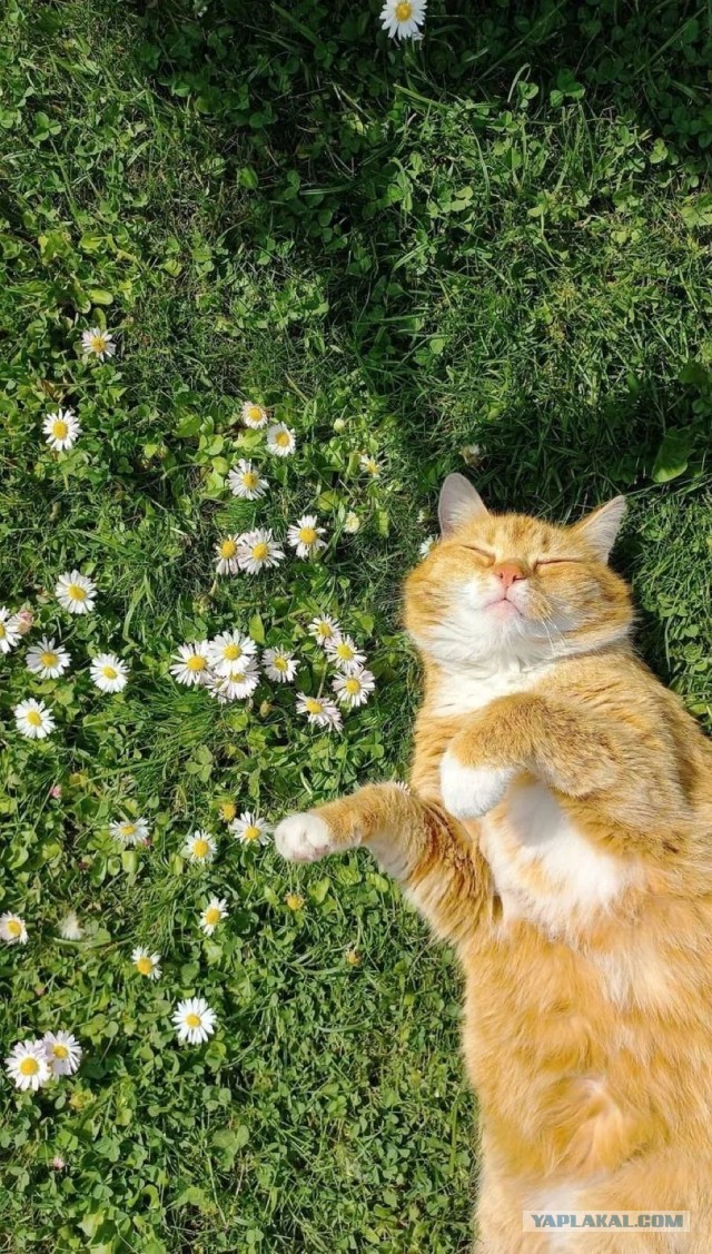 Котовторник в картинках