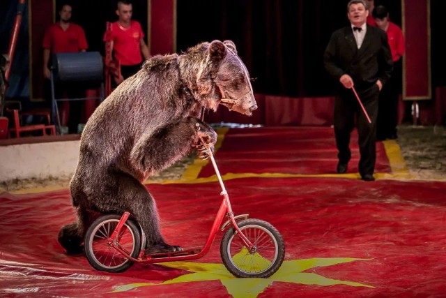 В цирке хотят запретить животных
