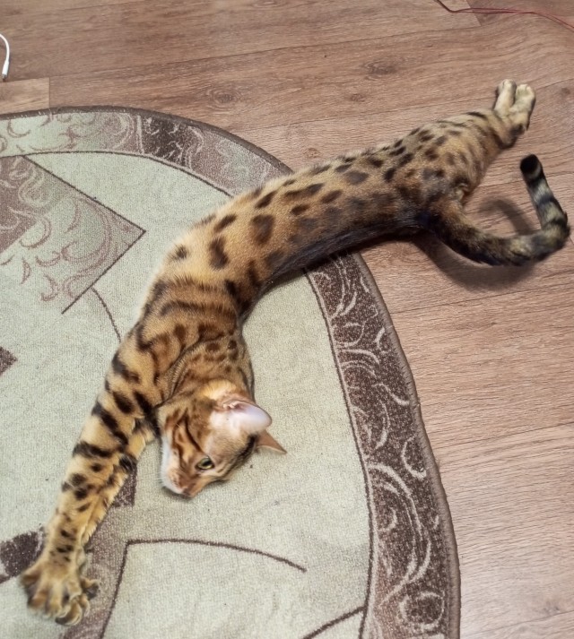 Хвостище для котовторника.