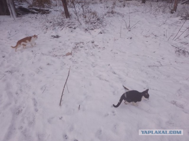 Жизнь домашнего приюта для котеек 537
