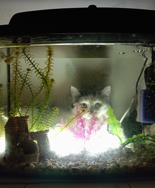 Котовторник!