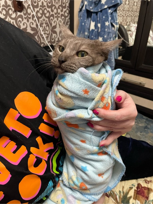 Тёплое, лаповое к котовторнику.