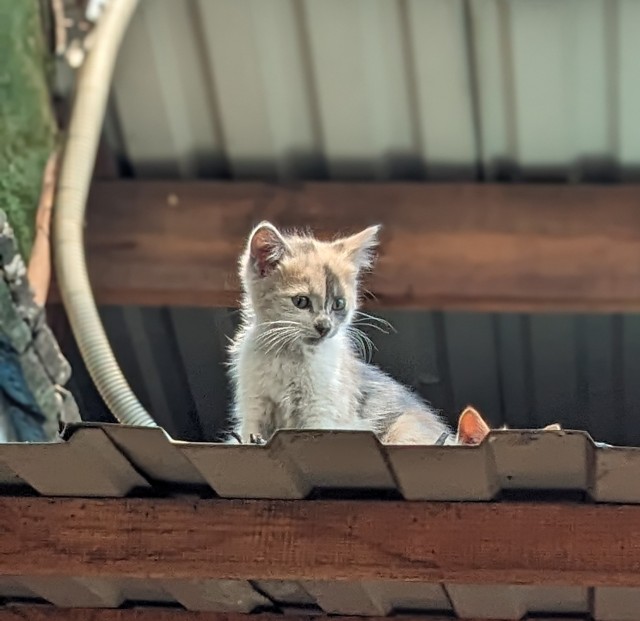 Котята познают мир
