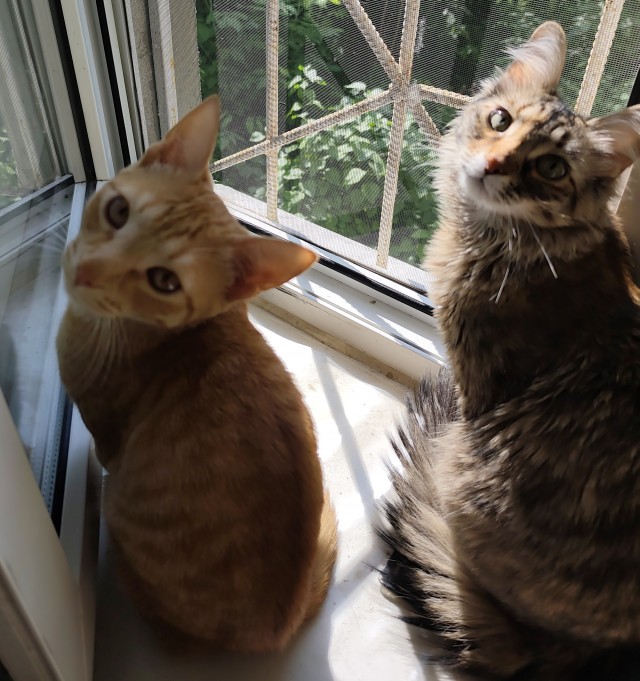 Котовторник