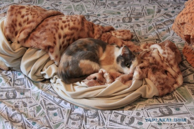 Котовторник 25.06.2013