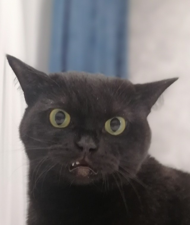Моя жена не умеет фоткать кота
