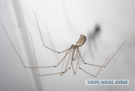 Что делать, если к тебе подкрался паук?