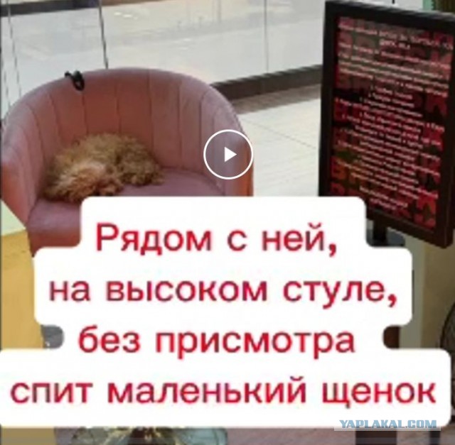 Зоокошмар на яву: игровая с мальтипу в ТЦ РИО превратилась в тюрьму для животных