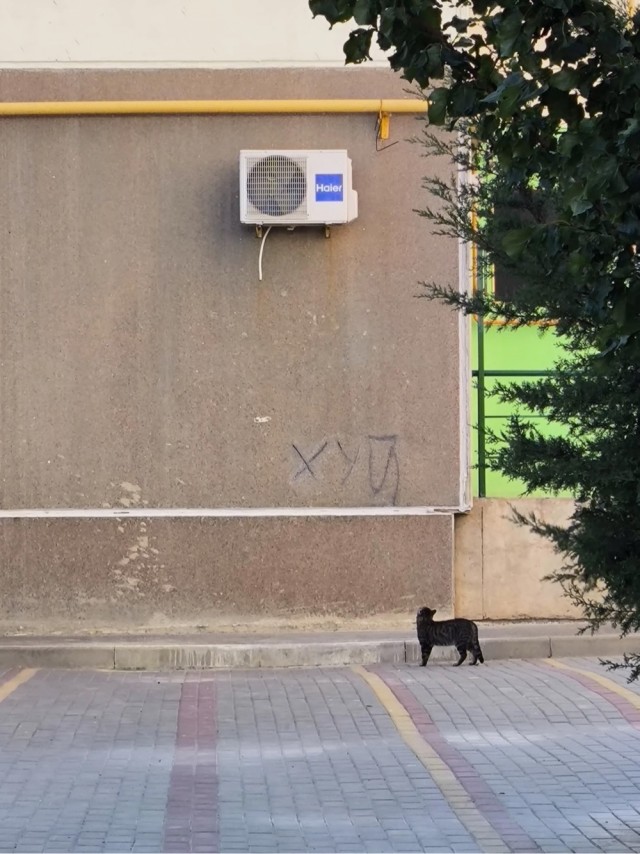 По дороге в дурку