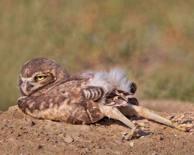 Потягушки