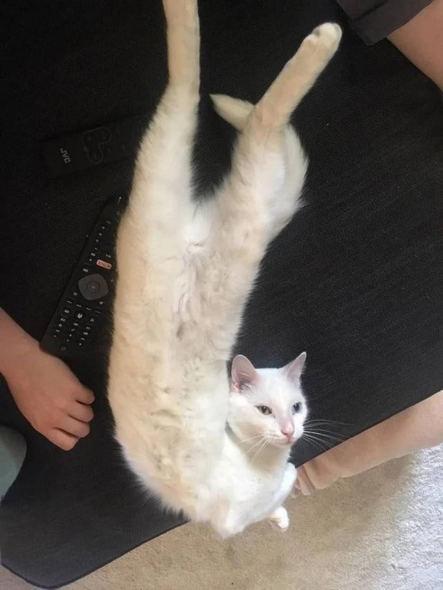 Чутка кошек