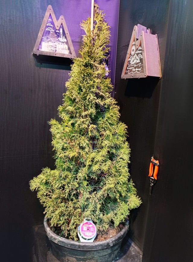 Туёвая ёлка. Или как сделать ёлку из живой туи