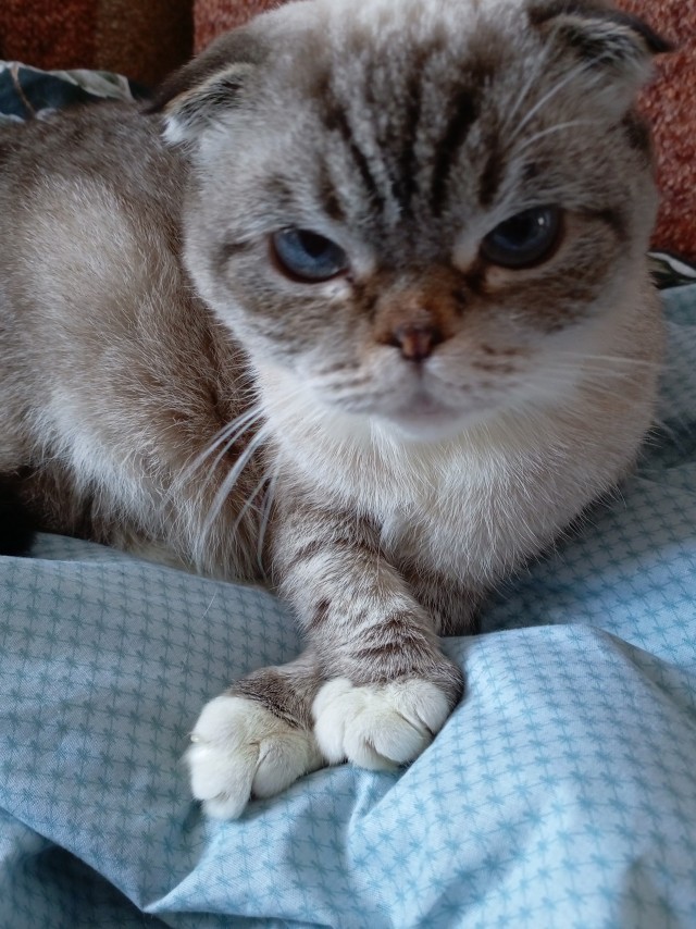 80 г => 3,1 кг (котовторник)