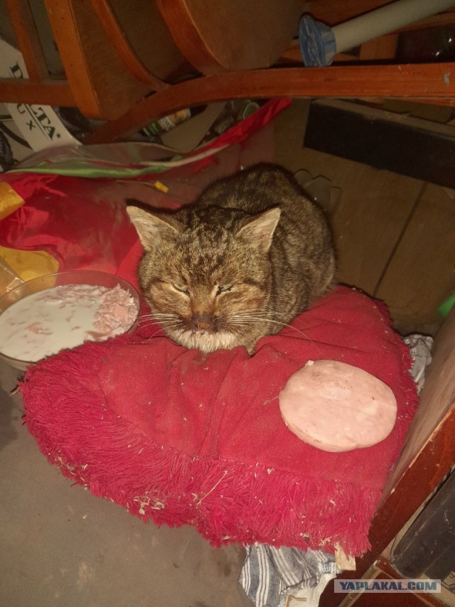 Не дать растаять Снегурчке. Нужна помощь всесильного Япа.