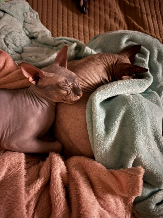 К котовторнику делюсь