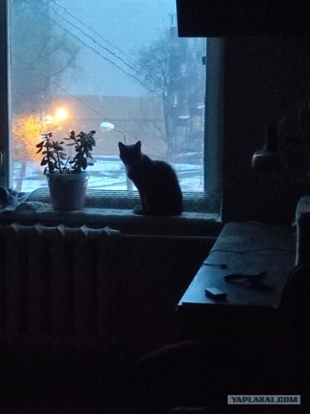 К котовторнику на фоне ненасти