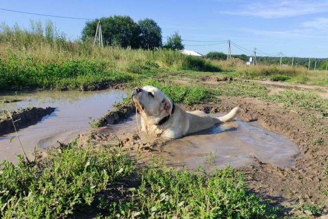К собако четвергу